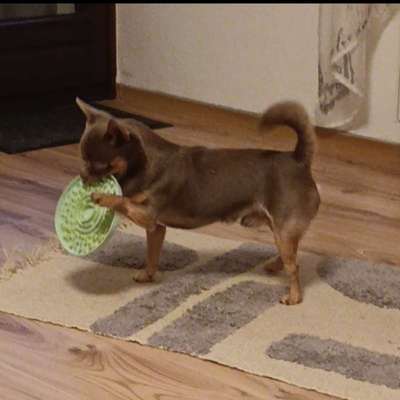 Hundetreffen-Gemeinsames spielen/gassi gehen-Bild