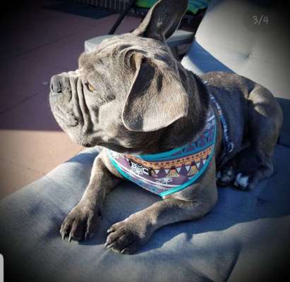 Geschirr für französische Bulldogge-Beitrag-Bild