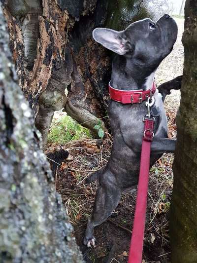 Französische Bulldoggen-Beitrag-Bild