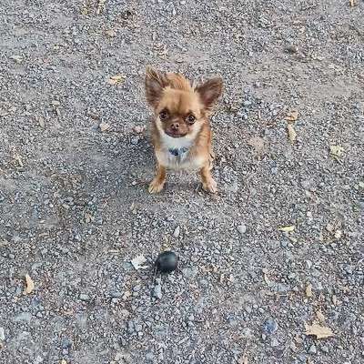 Hundetreffen-Welpen treffen-Bild