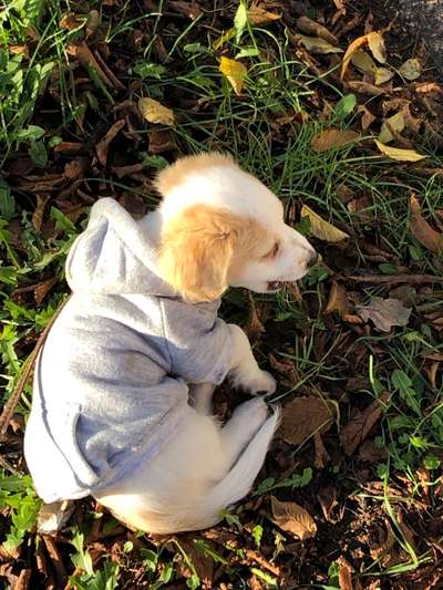 Pullis, Jacken, Hütte und alles sonstiges-Beitrag-Bild