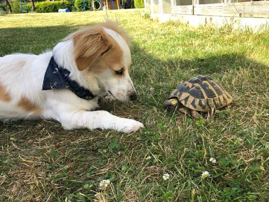 Die Dogorama Kalender Challenge Teil 3/4-Beitrag-Bild