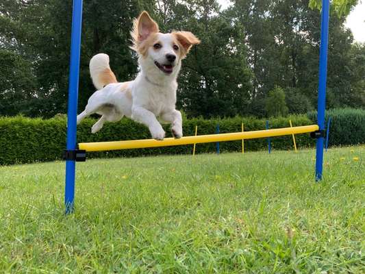 Die Dogorama Kalender Challenge 4/4-Beitrag-Bild