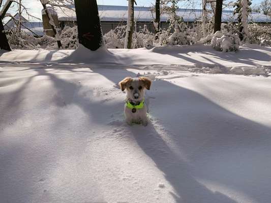 Die Dogorama Kalender Challenge Teil 2/4-Beitrag-Bild