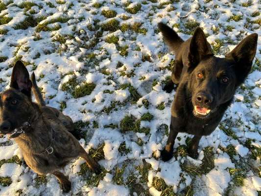 Schäferhund-Beitrag-Bild