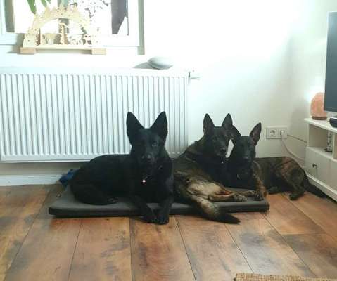 Schäferhund-Beitrag-Bild