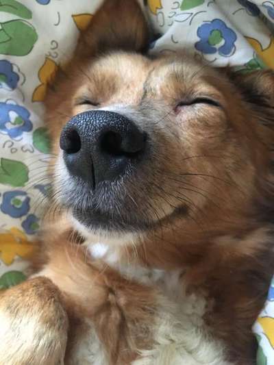 Dogorama Photo Challenge - Hundeblick zum hinschmelzen-Beitrag-Bild