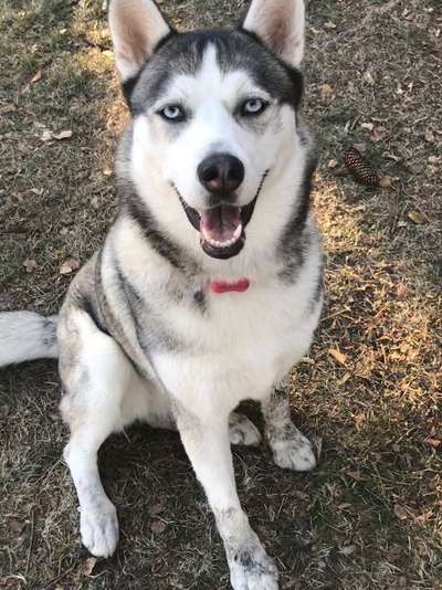 Husky-Beitrag-Bild