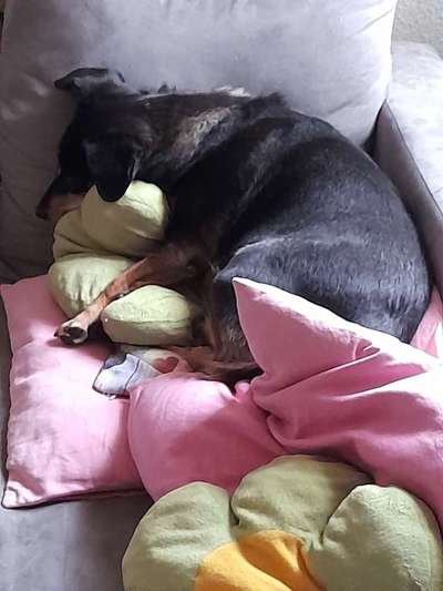 Bester Freund, Hundekumpel - zeigt her!-Beitrag-Bild