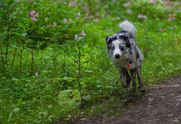 Hundeschulen-Abenteuerpfoten - Hundetraining-Bild