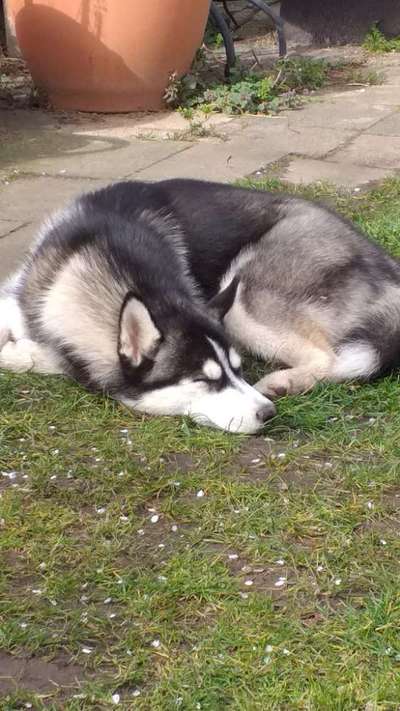 Husky-Beitrag-Bild