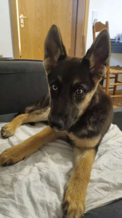 Probleme mit dem Verhalten-Beitrag-Bild