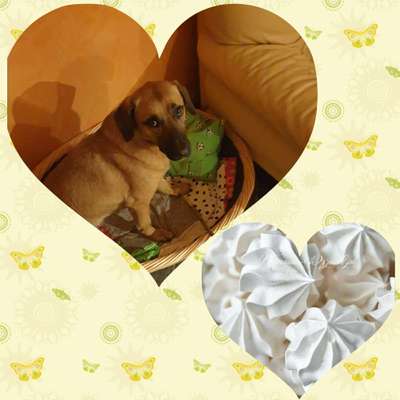 Wie heißt dein Hund?-Beitrag-Bild