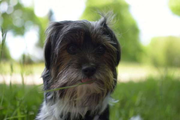 Hundetreffen-Spaziergänge mit kleinster Hundedame Magi-Bild