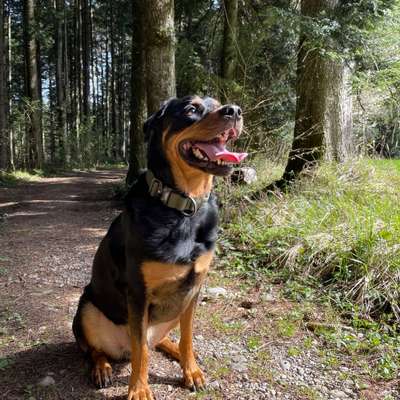 Hundetreffen-Treffen zum Rumtoben-Bild