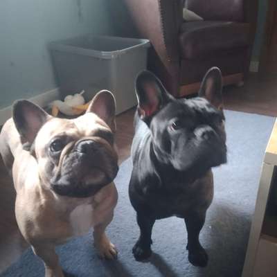 Hundetreffen-Jemand Interesse an einem Frenchie treffen?  Kommen aus der Nähe von Simmern Hunsrück.-Bild