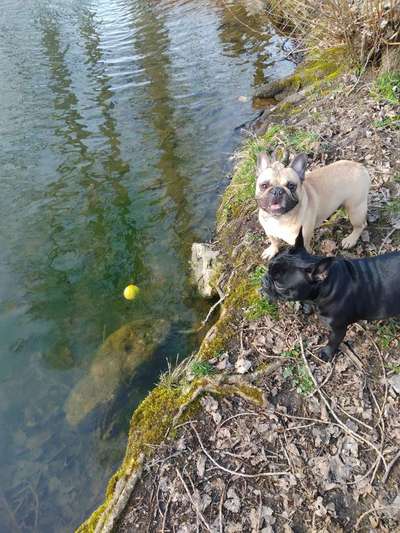 Französische Bulldoggen-Beitrag-Bild