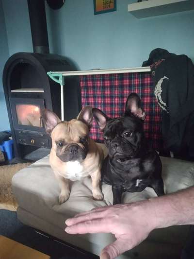 Französische Bulldoggen-Beitrag-Bild