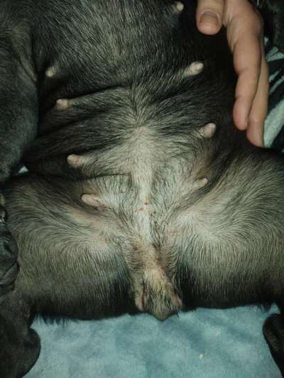 Französische Bulldoggen-Beitrag-Bild