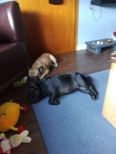 Französische Bulldoggen-Beitrag-Bild