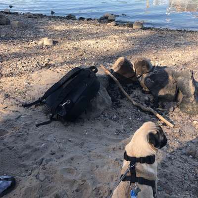 Hundetreffen-Mopstreffen Alfter/Bornheim-Bild