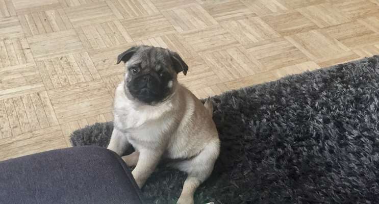 Welpen Bilder !-Beitrag-Bild