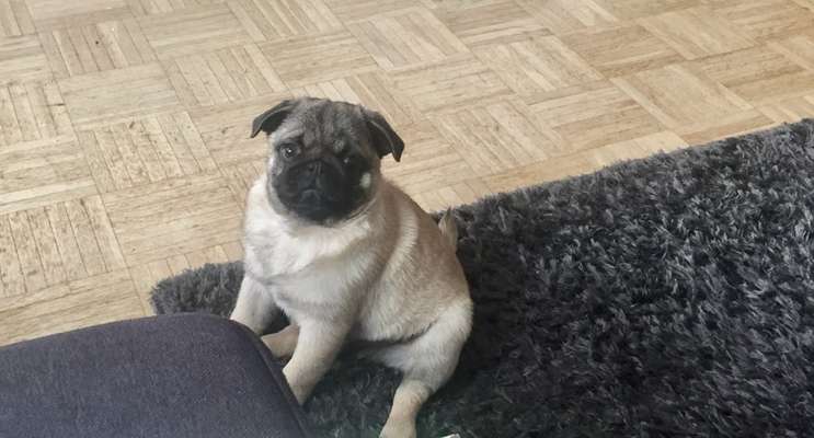 Welpen Bilder !-Beitrag-Bild