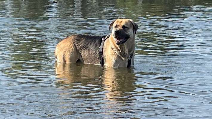 Kangal Fans ! ! ! !-Beitrag-Bild