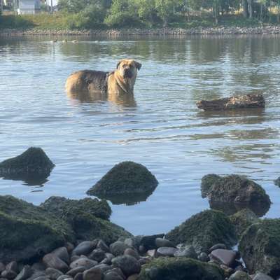 Hundetreffen-Ausgedehnte Runden rund um AKK-Bild