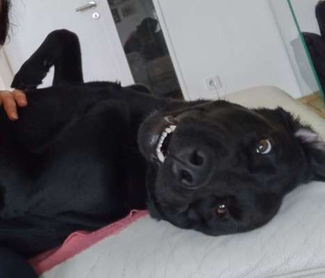 Zeigt mir die tollste Nahaufnahme von eurer Fellnase-Beitrag-Bild