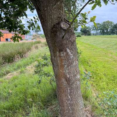 Giftköder-Eichen-Prozessionsspinner-Bild