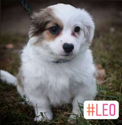 Welpen Bilder !-Beitrag-Bild