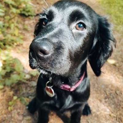 Hundetreffen-Treffen zum spielen-Bild