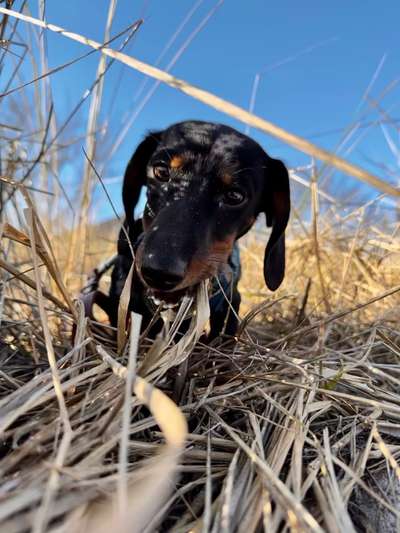 Hundetreffen-Kleine Hunde Treffen🐶-Bild