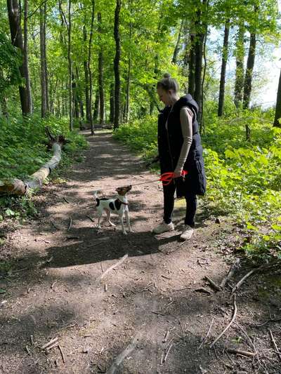 Hundetreffen-Gassirunde mit netten Gesprächen-Bild