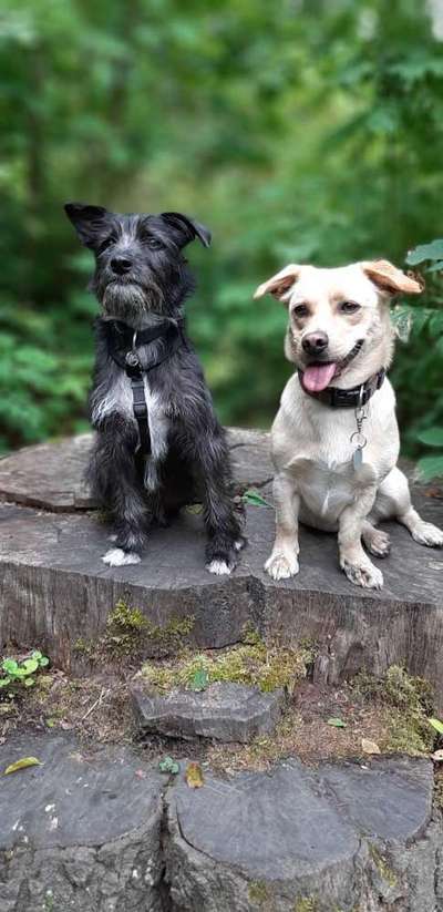 Dogorama Photo Challenge - Die besten Hundebuddys-Beitrag-Bild