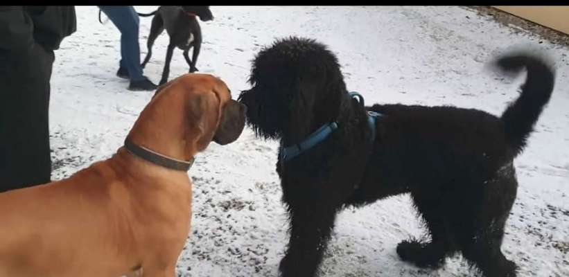 Hundetreffen-Unser Tarik sucht einen Spielkameraden-Bild