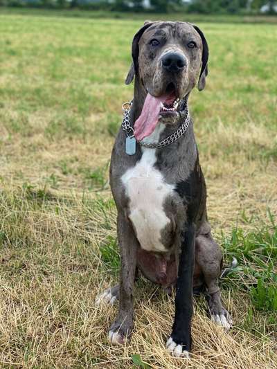 Zeigt eure wunderschönen Doggenmischlinge!!-Beitrag-Bild