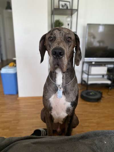 Deutsche Doggen Besitzer zeigt euch-Beitrag-Bild