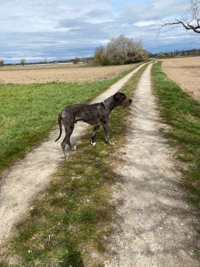 Hundetreffen-Große und aktive Spielgefährten gesucht-Bild