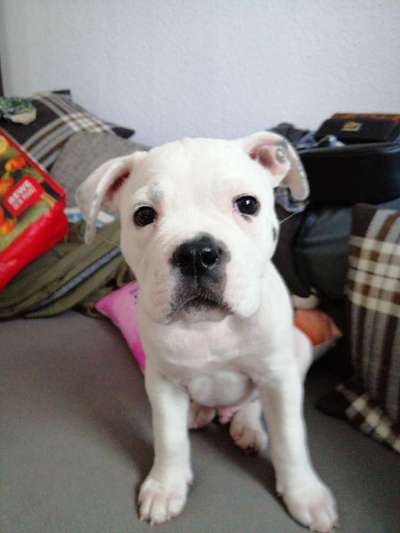 Mischlinge raten - Rätselspaß-Beitrag-Bild