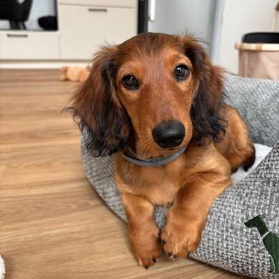 Hundetreffen-Kleine Freunde gesucht-Bild