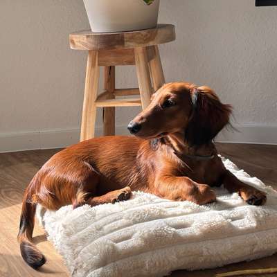 Hundetreffen-Kleine Freunde gesucht-Bild