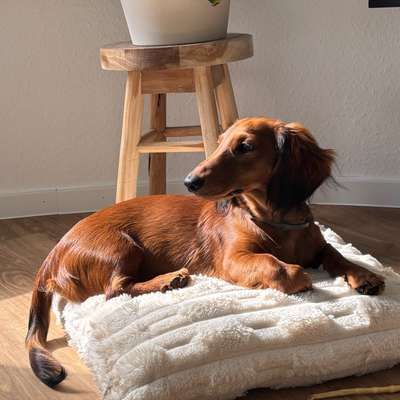 Hundetreffen-Versmolder Hundewiese Spieltreffen-Bild