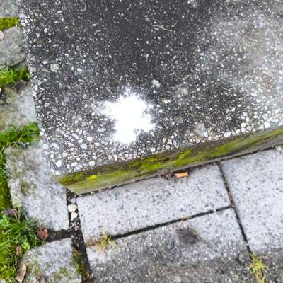 Giftköder-Weißes Pulver-Bild