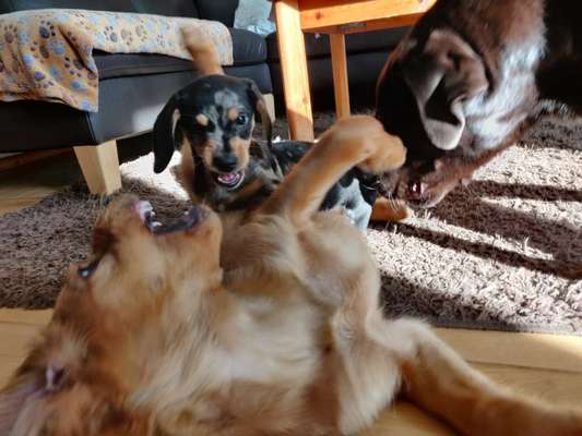 Die Dogorama Wochen Challenge-Beitrag-Bild