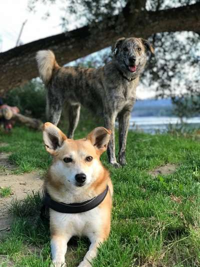 Auslandstierschutz-Beitrag-Bild