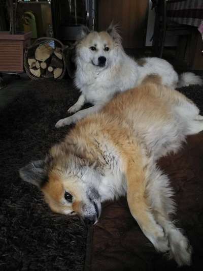 FOTOCHALLENGE 68: Dein Hund und sein bester Freund-Beitrag-Bild