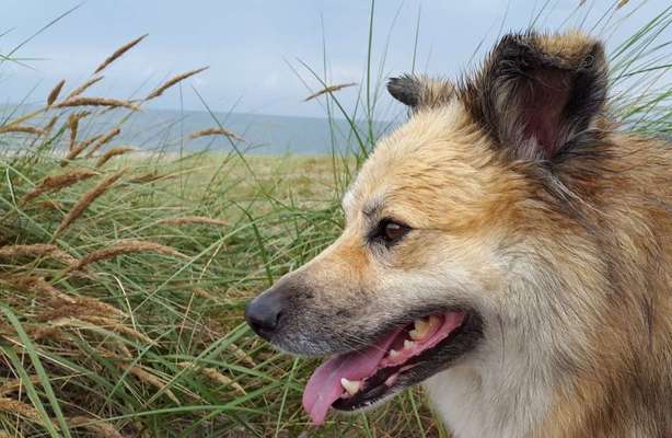 Dogorama-Monats-Challenge-Mai "Wasser"-Beitrag-Bild