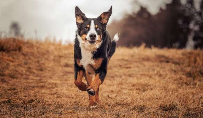 Berner Sennen-Beitrag-Bild